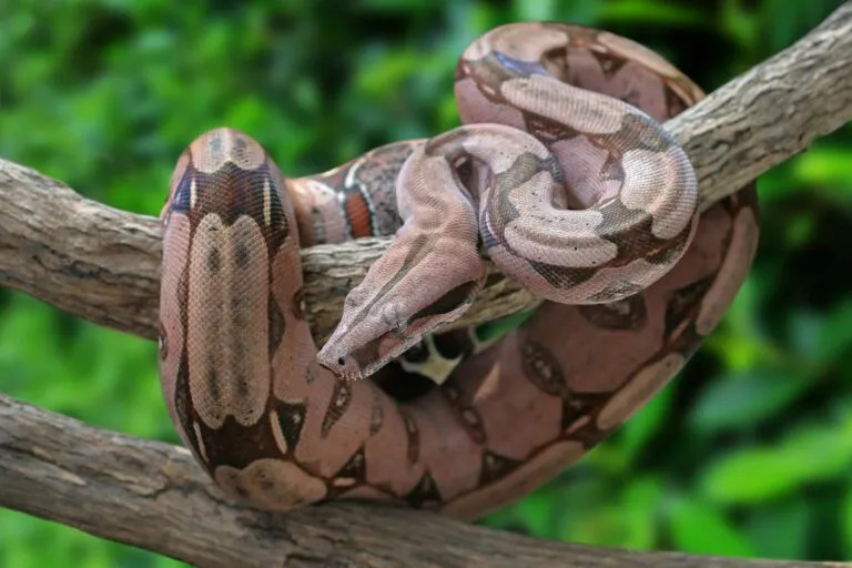 Boa constrictor imperator en su hábitat natural